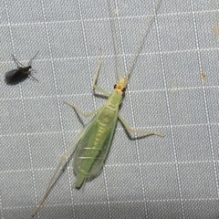 Oecanthus exclamationis