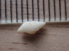 Microvoluta marginata