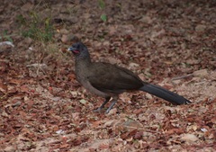 Ortalis ruficauda ruficauda