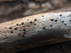 Trichopeziza
