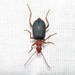 Brachinus elongatulus