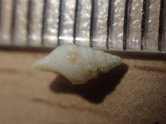 Microvoluta marginata