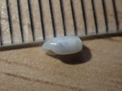Retusa oruaensis