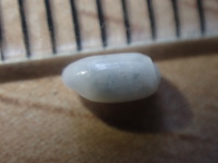 Retusa oruaensis