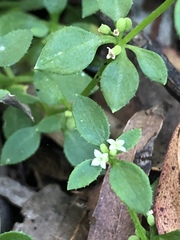 Galium leiocarpum