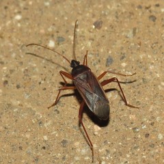 Balboa ampliata