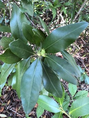 Myrsine cubana
