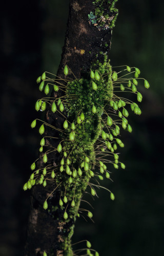 Brachymenium leptophyllum image