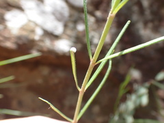 Aspidoglossum interruptum