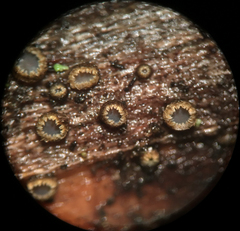 Trichopeziza