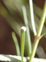 Aspidoglossum interruptum