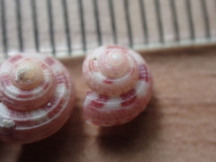 Spectamen tryphenense