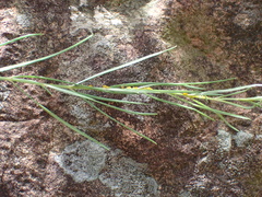 Aspidoglossum interruptum