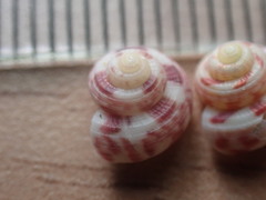 Spectamen tryphenense