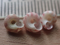 Spectamen tryphenense