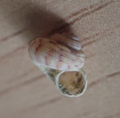 Spectamen tryphenense