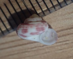 Spectamen tryphenense