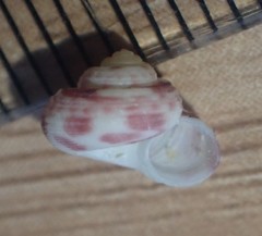 Spectamen tryphenense