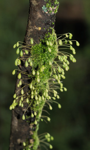 Brachymenium leptophyllum image