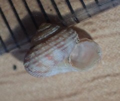 Spectamen tryphenense