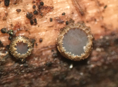 Trichopeziza