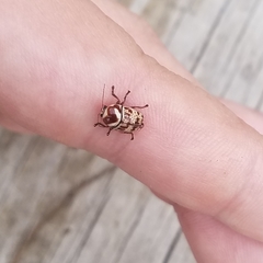 Cryptocephalus cribripennis