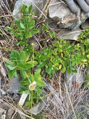 Veronica stricta macroura