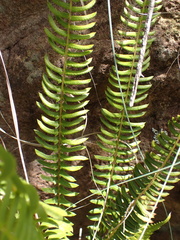 Blechnum punctulatum punctulatum