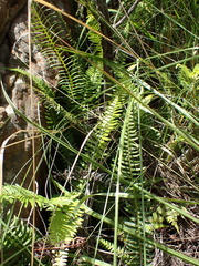Blechnum punctulatum punctulatum