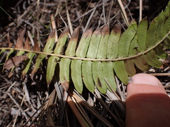 Blechnum punctulatum punctulatum