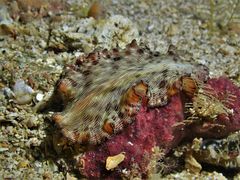 Pseudobiceros fulgor