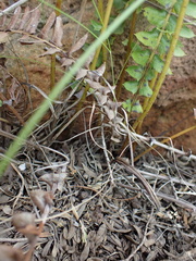 Blechnum punctulatum punctulatum