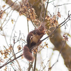 Sciurus vulgaris