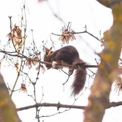 Sciurus vulgaris