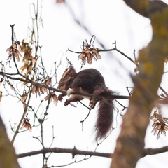 Sciurus vulgaris