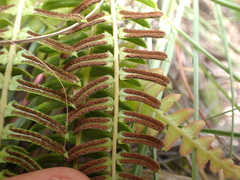 Blechnum punctulatum punctulatum