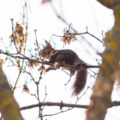 Sciurus vulgaris