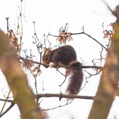 Sciurus vulgaris