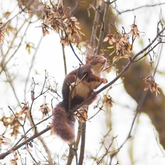 Sciurus vulgaris