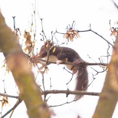 Sciurus vulgaris