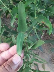 Smilax campestris