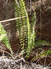 Blechnum punctulatum punctulatum