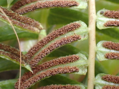 Blechnum punctulatum punctulatum