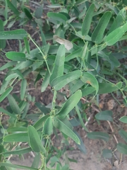 Smilax campestris