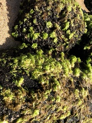 Ulva fasciata