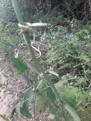 Smilax campestris