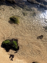 Ulva fasciata