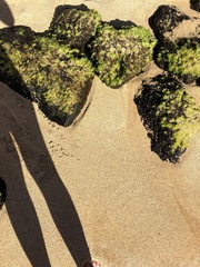 Ulva fasciata