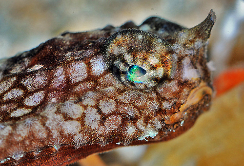 Malthopsis gnoma
