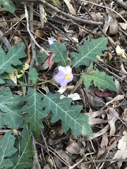 Solanum pungetium